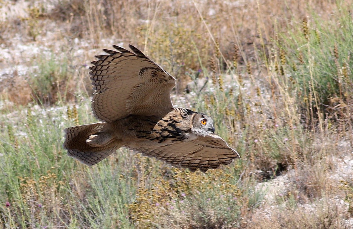 Eurasian Eagle-Owl - ML620296008