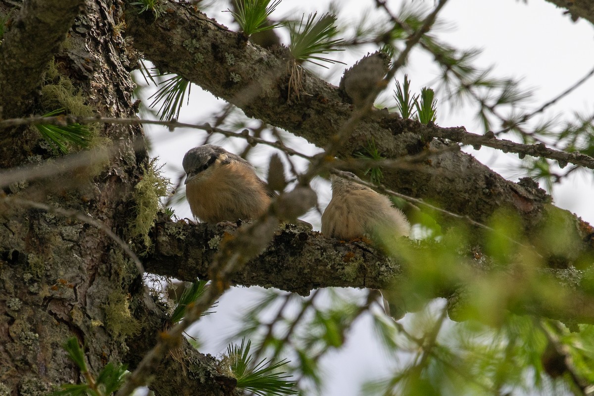 Eurasian Nuthatch - ML620296009