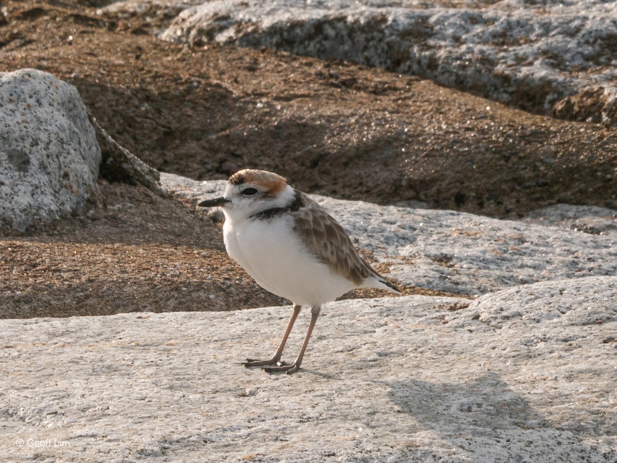 Malaysian Plover - ML620296011