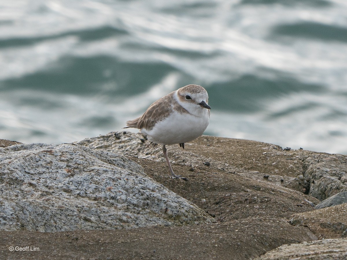 White-faced Plover - ML620296013