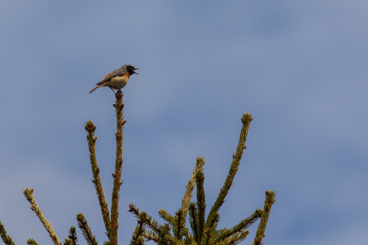 Common Redstart - ML620296014