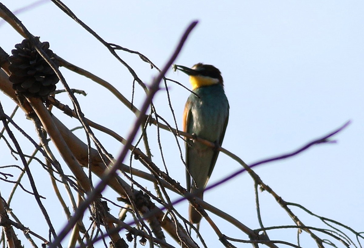 European Bee-eater - ML620296016