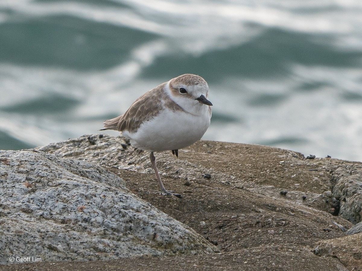 White-faced Plover - ML620296017