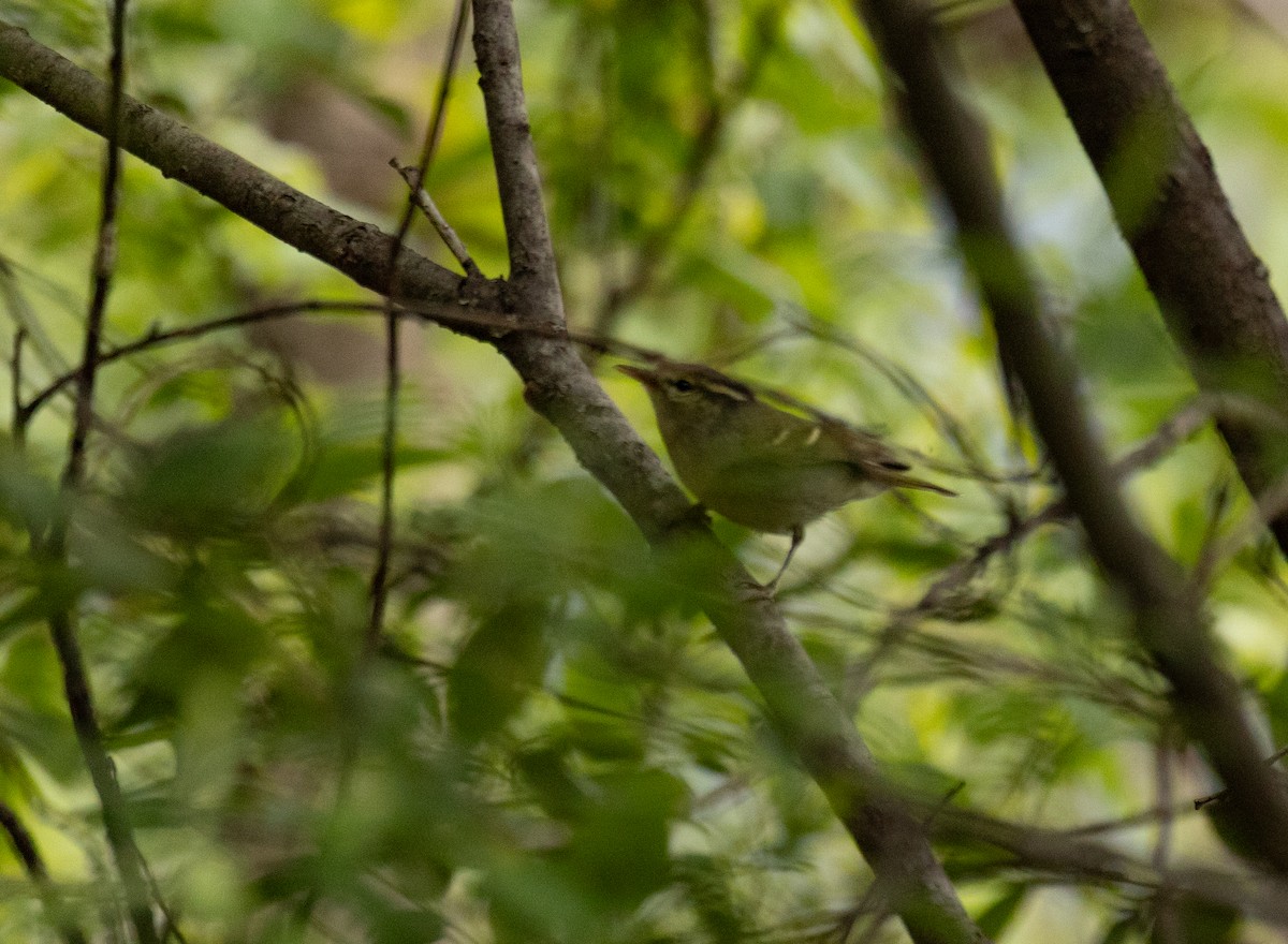 Mosquitero de Davison - ML620296021