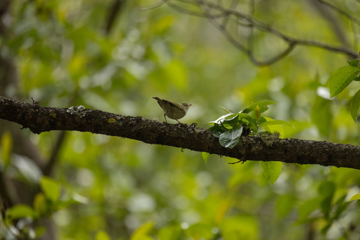 Mosquitero de Davison - ML620296023