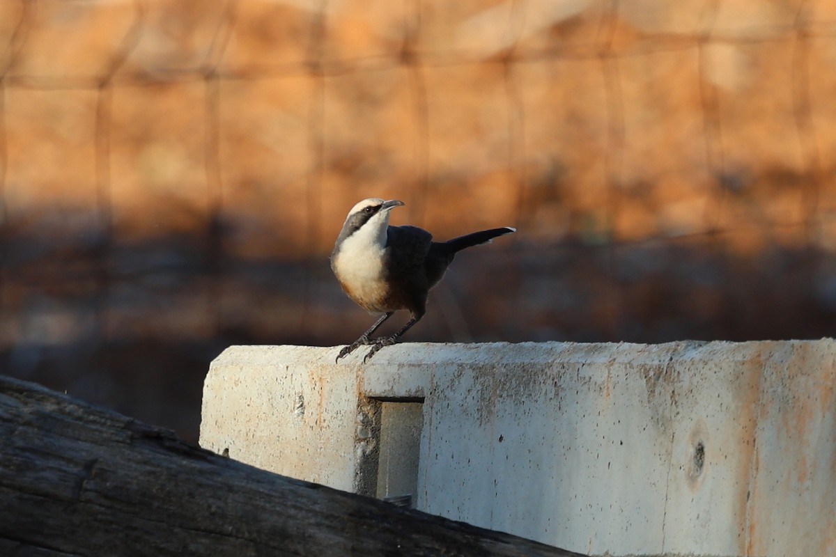 Gray-crowned Babbler - ML620296024