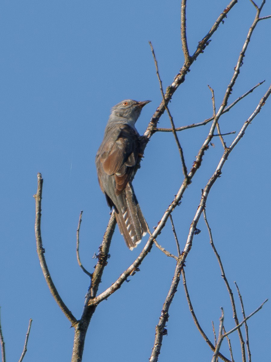 Plaintive Cuckoo - ML620296025