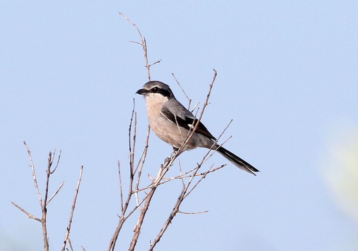 Iberian Gray Shrike - ML620296026