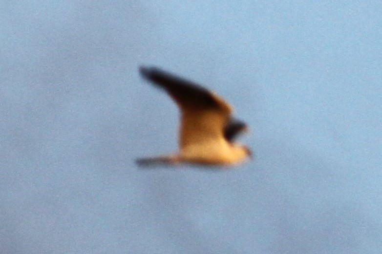 Black-shouldered Kite - ML620296027