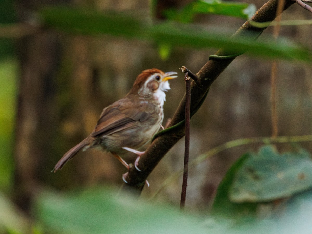 Puff-throated Babbler - ML620296031