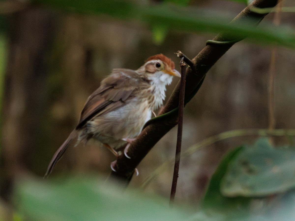 Puff-throated Babbler - ML620296032