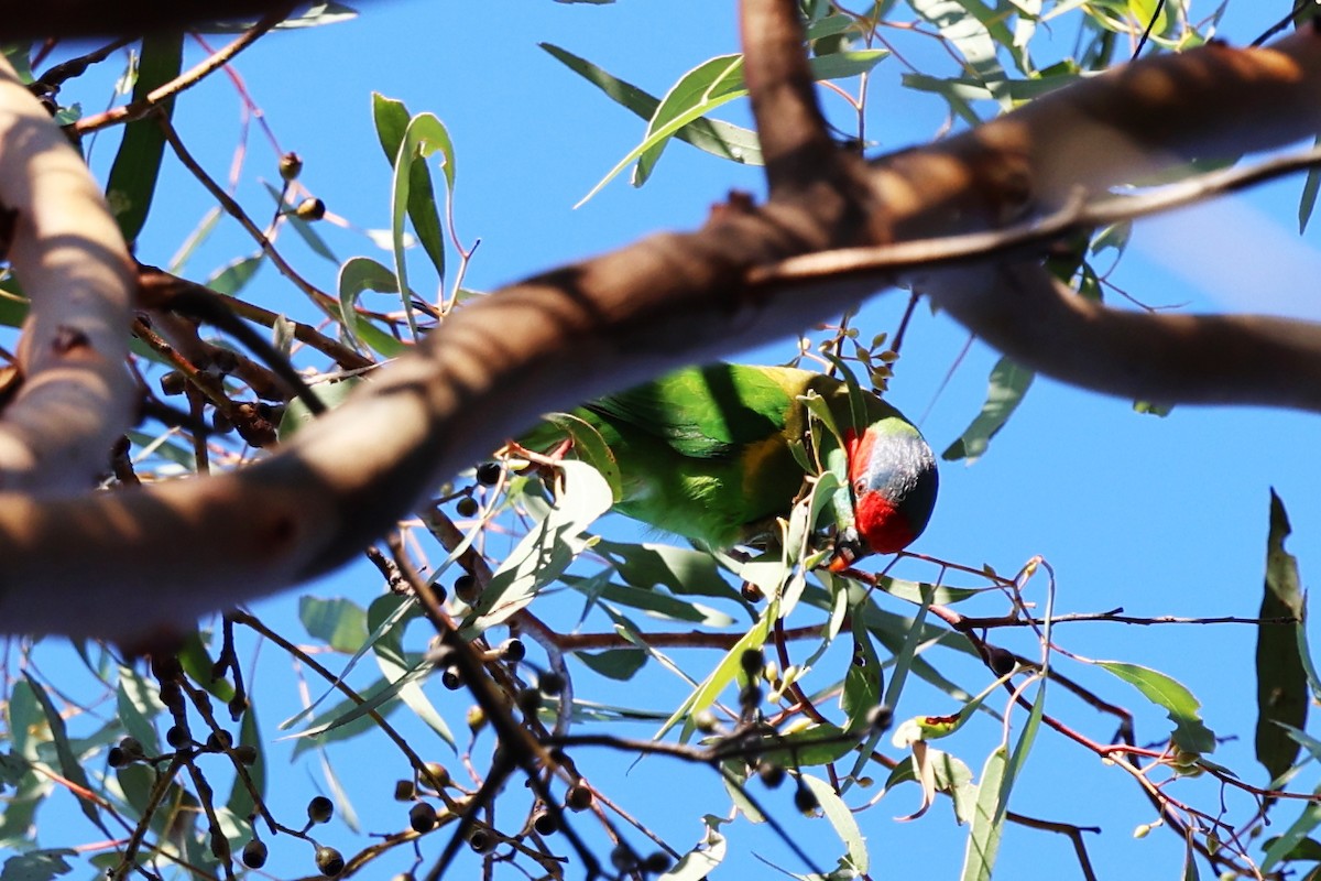 Musk Lorikeet - ML620296033