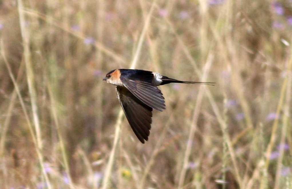 Red-rumped Swallow - ML620296035