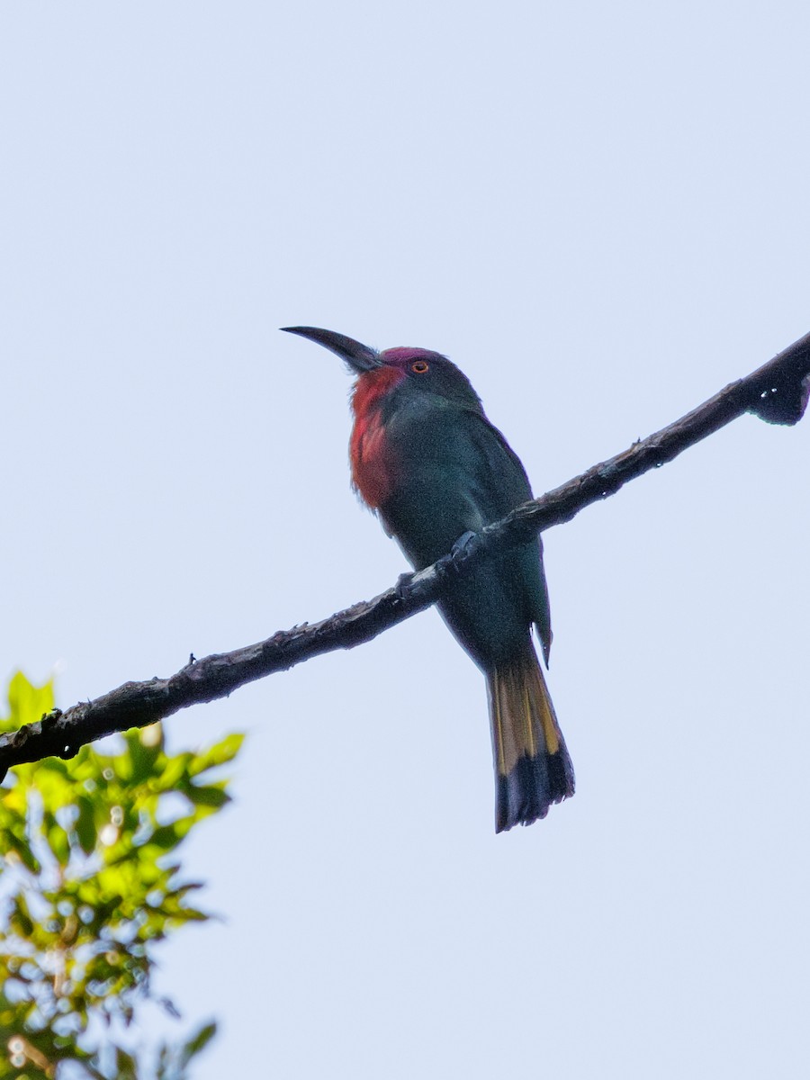 Red-bearded Bee-eater - ML620296039