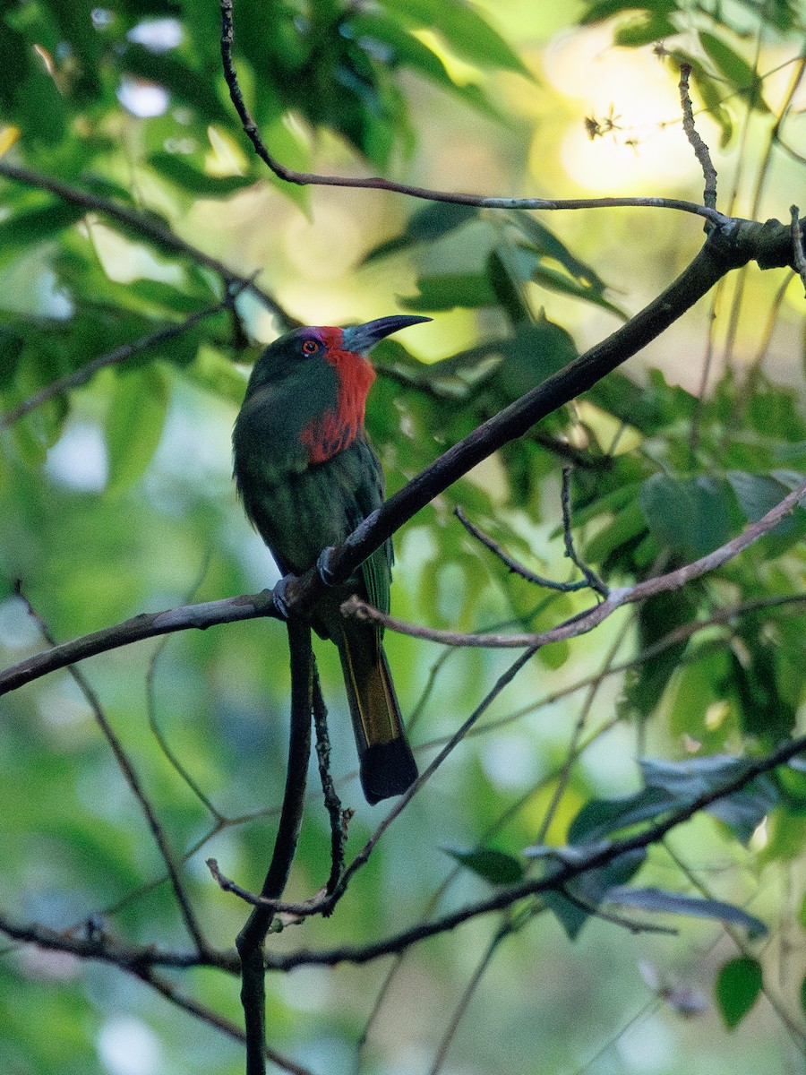 Red-bearded Bee-eater - Ng SH