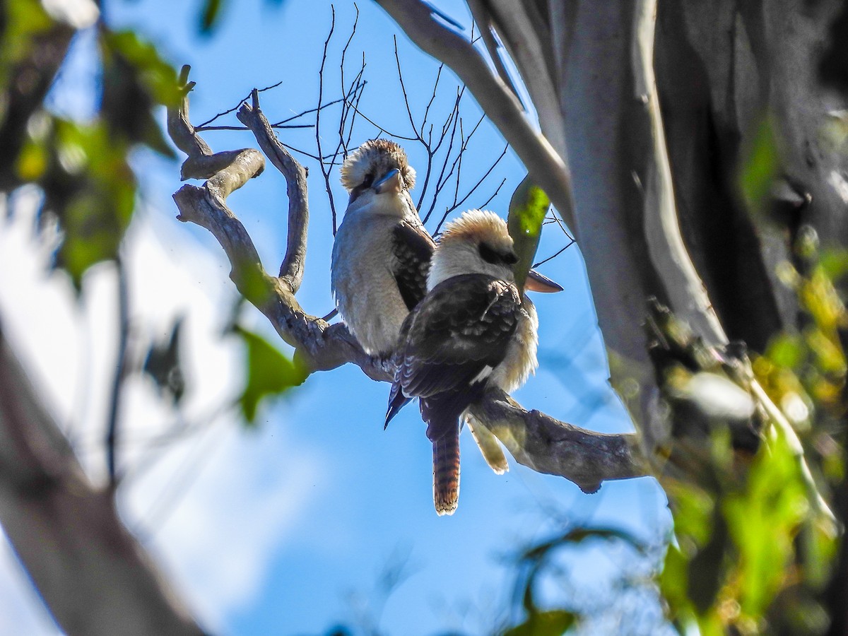 Laughing Kookaburra - ML620296043