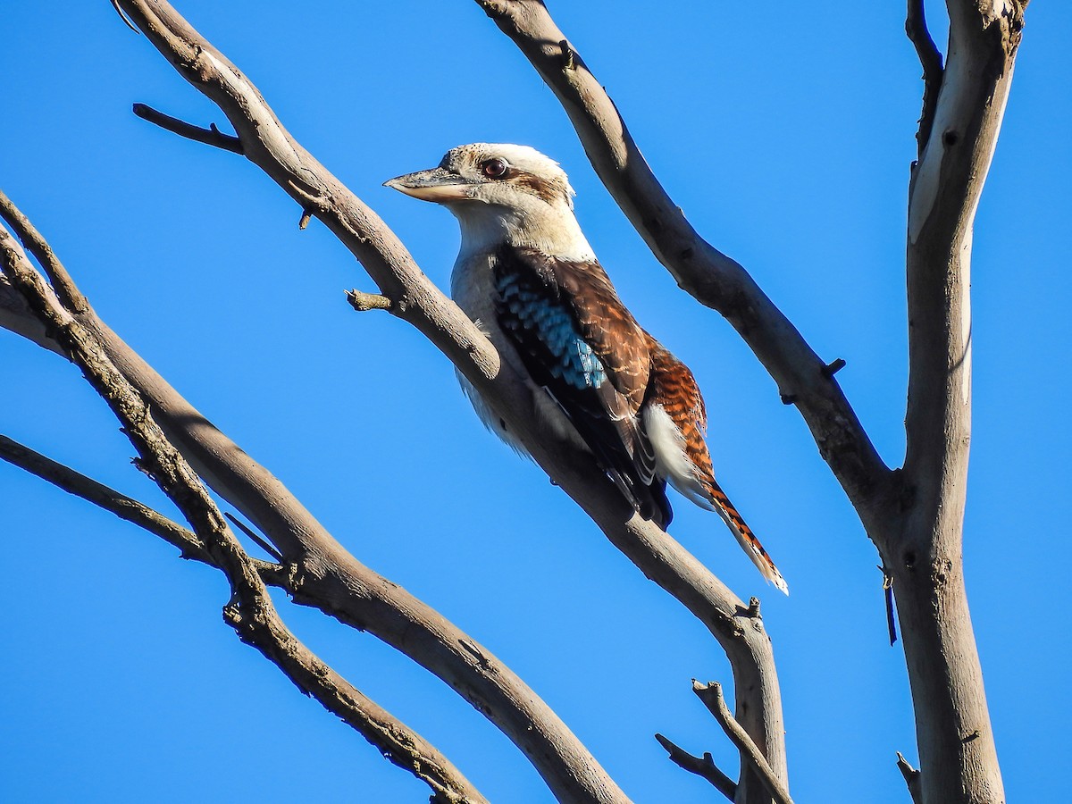 Laughing Kookaburra - ML620296046