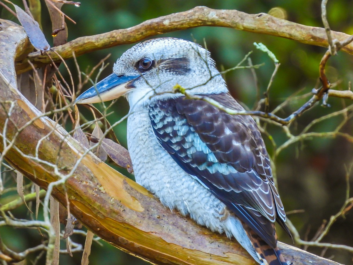 Laughing Kookaburra - ML620296047