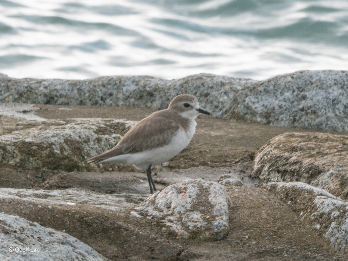 Tibetan Sand-Plover - ML620296056