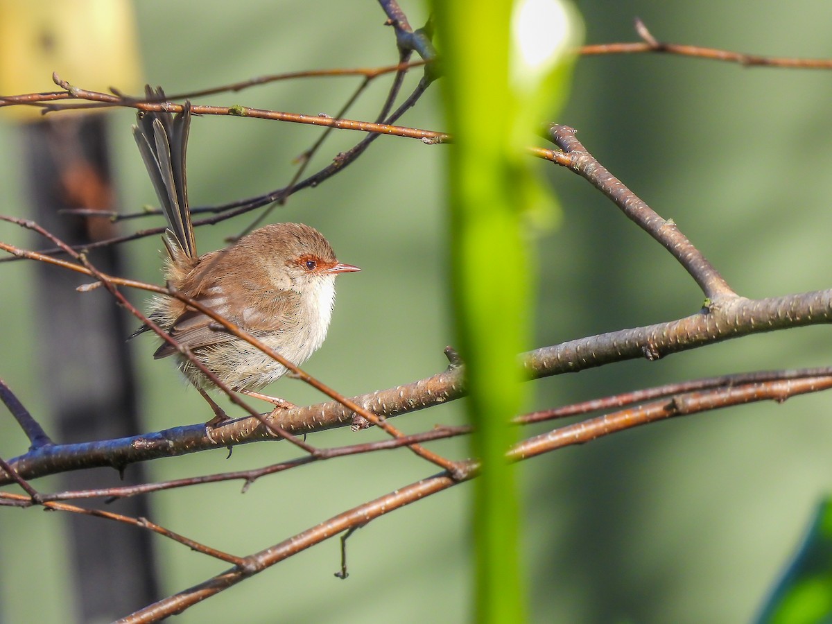 Superb Fairywren - ML620296057