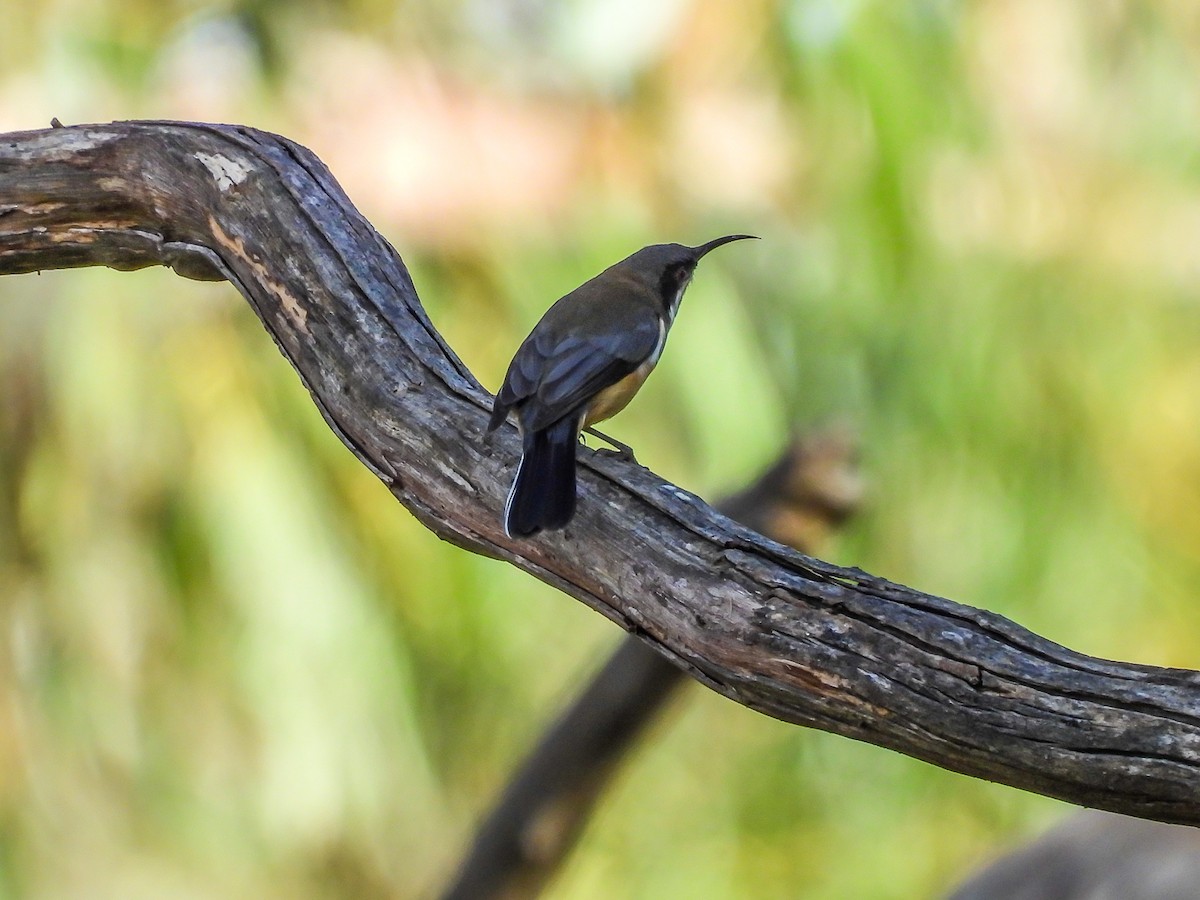 Eastern Spinebill - ML620296064