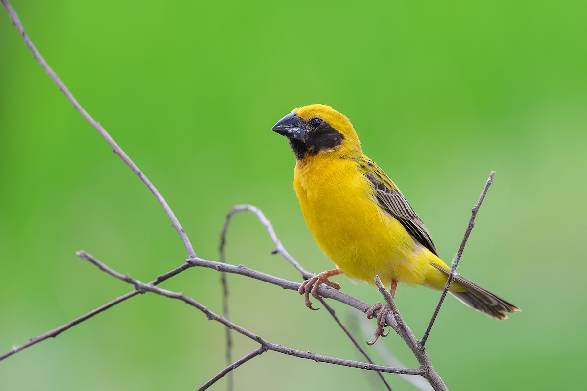 Asian Golden Weaver - ML620296066