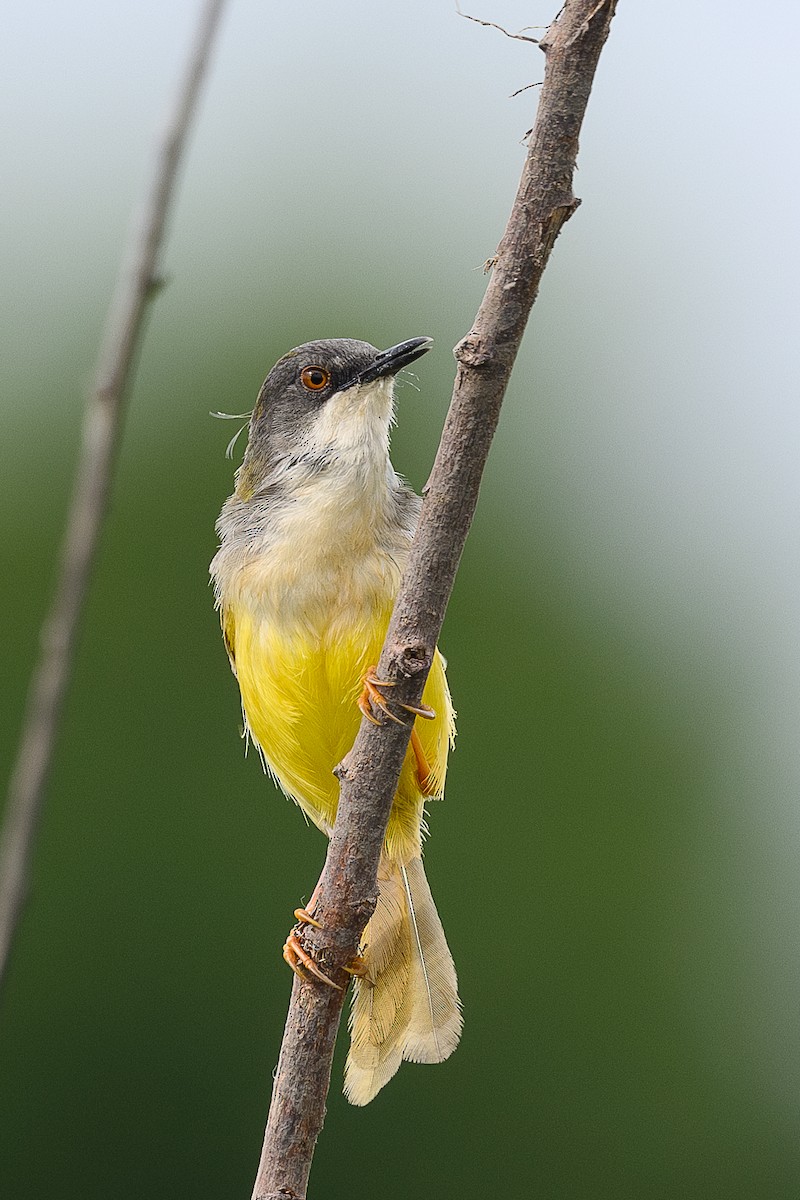 Yellow-bellied Prinia - ML620296070