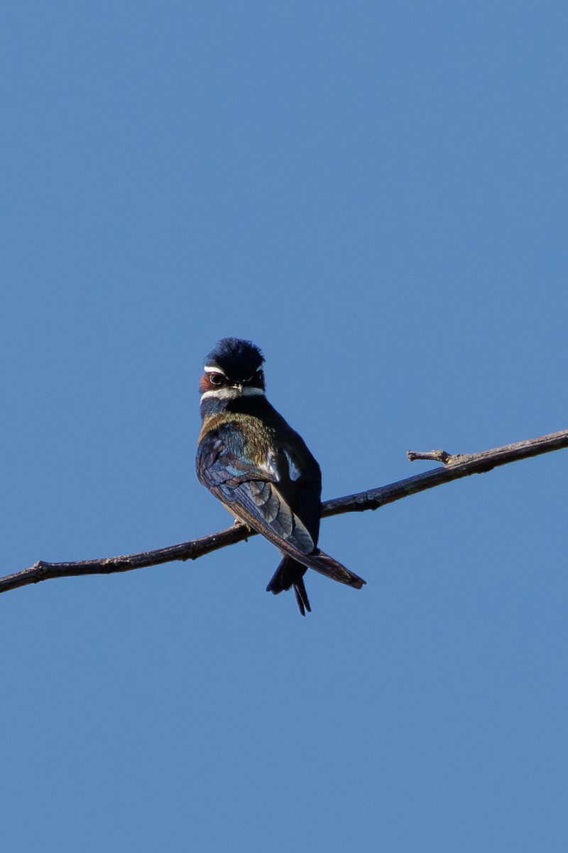 Whiskered Treeswift - ML620296071