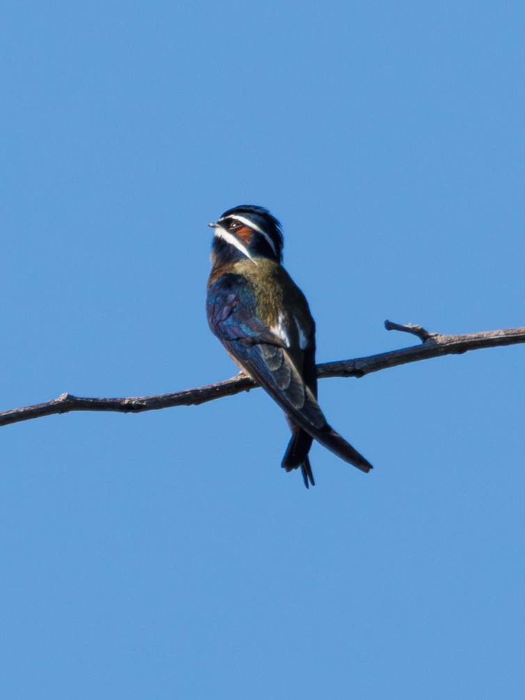 Whiskered Treeswift - ML620296072