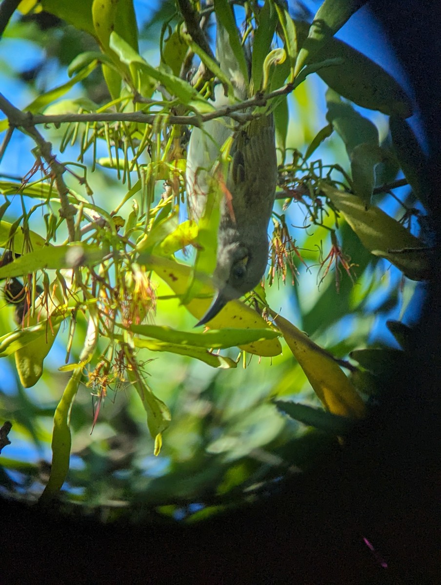 Brown Honeyeater - ML620296090