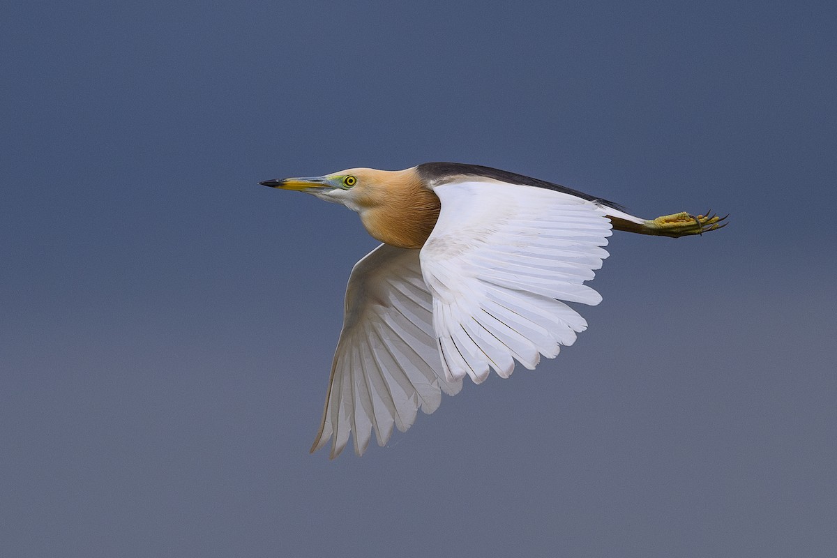 Javan Pond-Heron - ML620296092