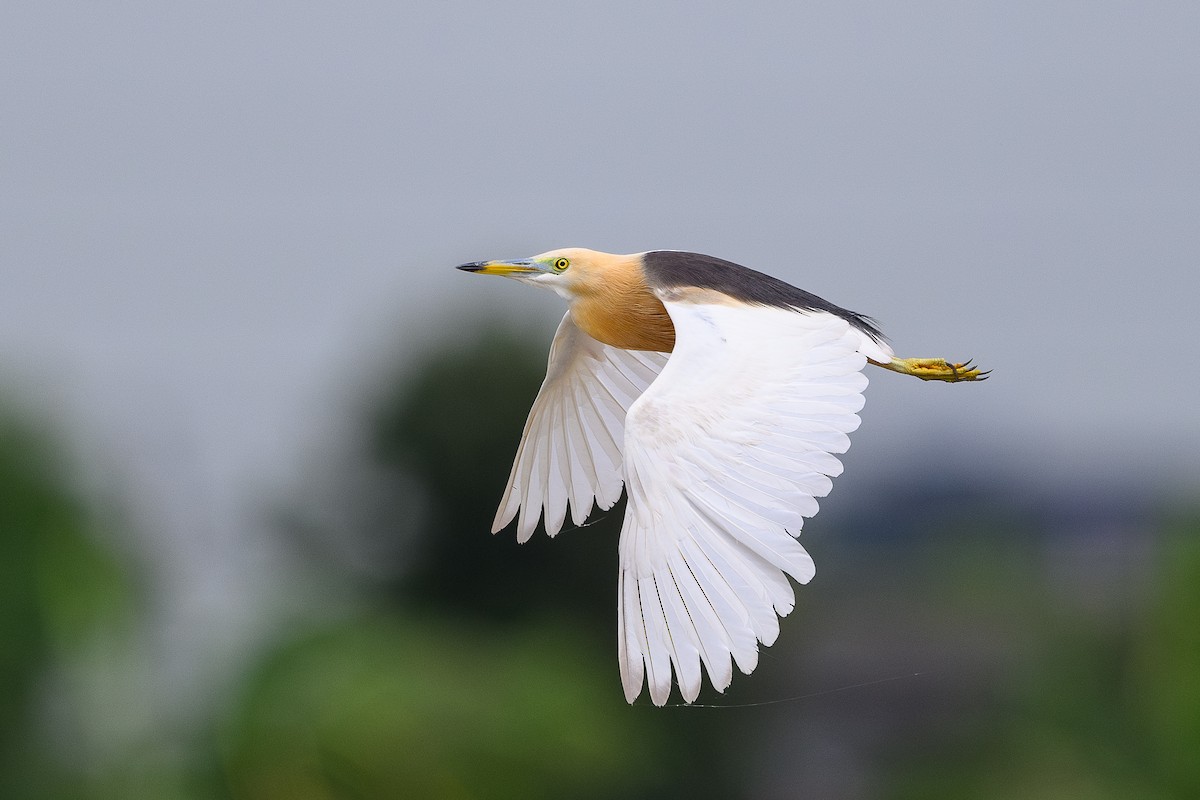 Javan Pond-Heron - ML620296093