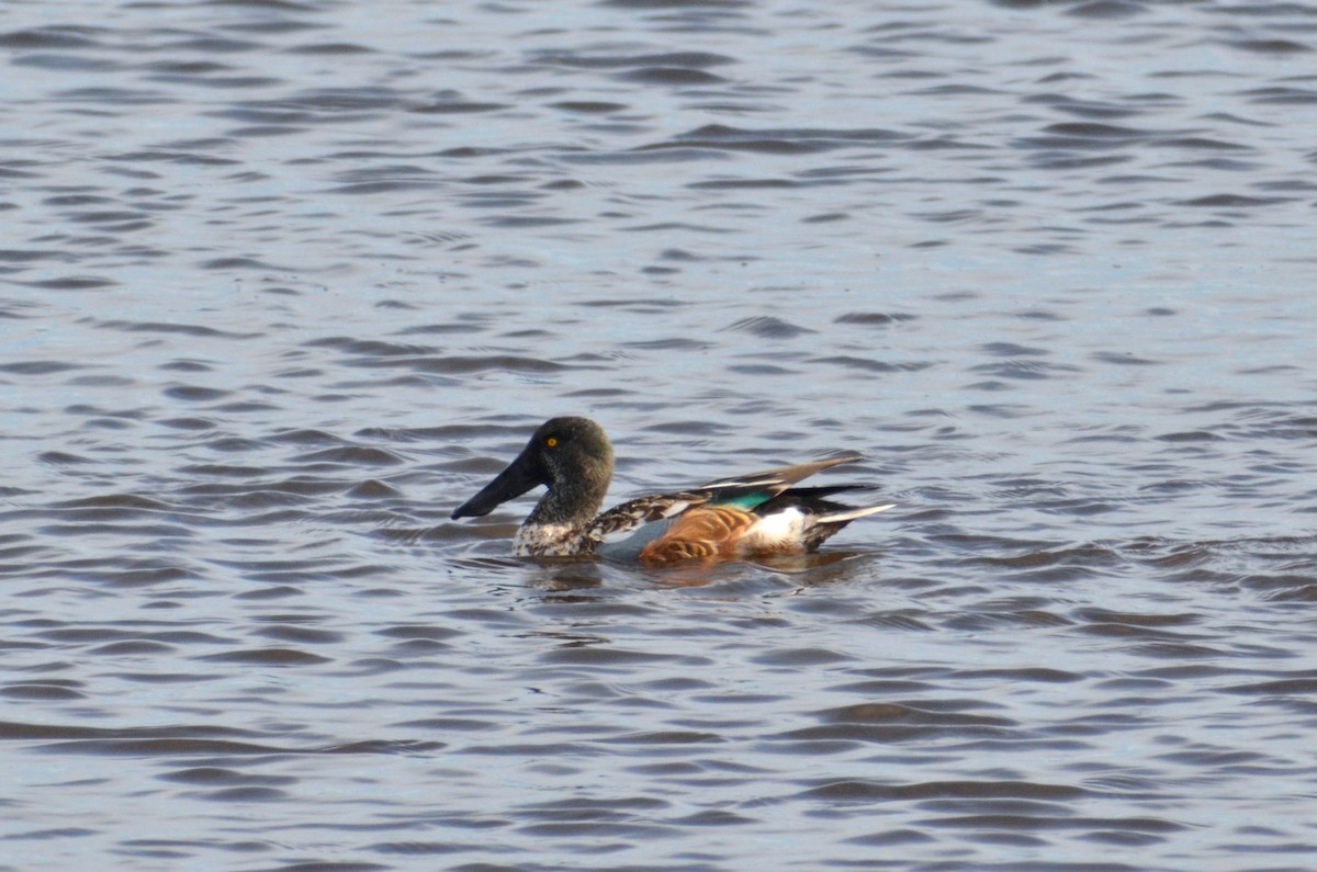 Northern Shoveler - ML620296094