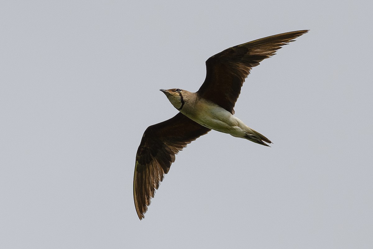 Oriental Pratincole - ML620296095