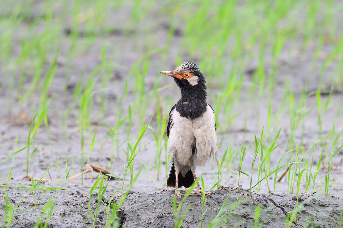 Siamese Pied Starling - ML620296101