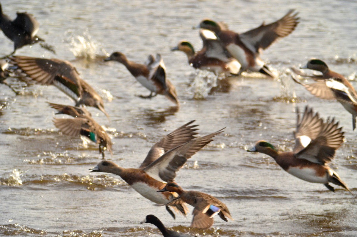 American Wigeon - ML620296102