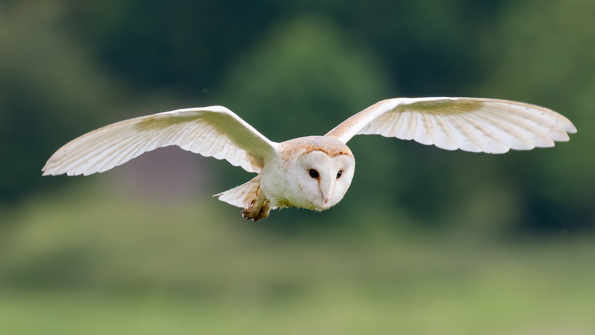 Barn Owl - Peter Kennerley