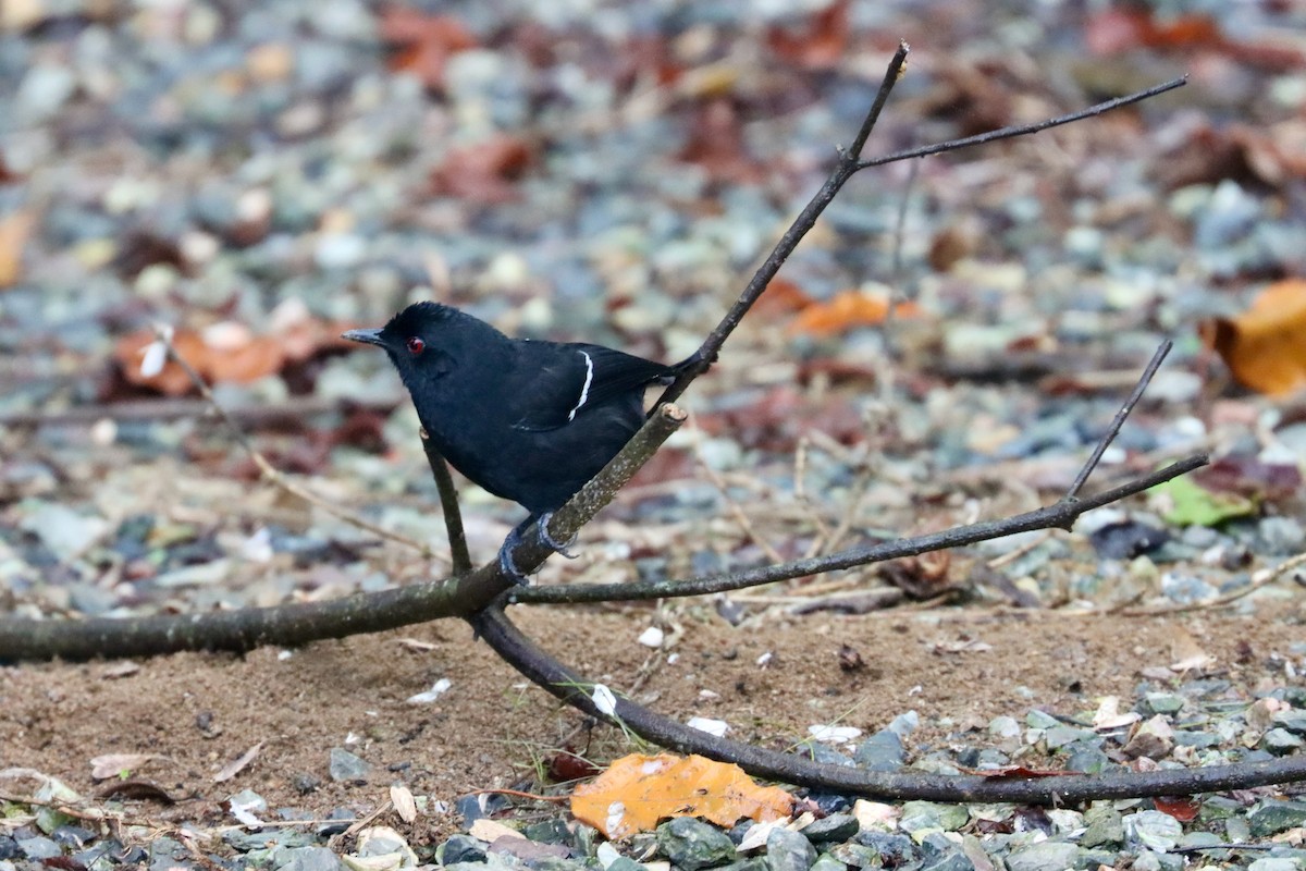 Weißbinden-Ameisenvogel - ML620296105