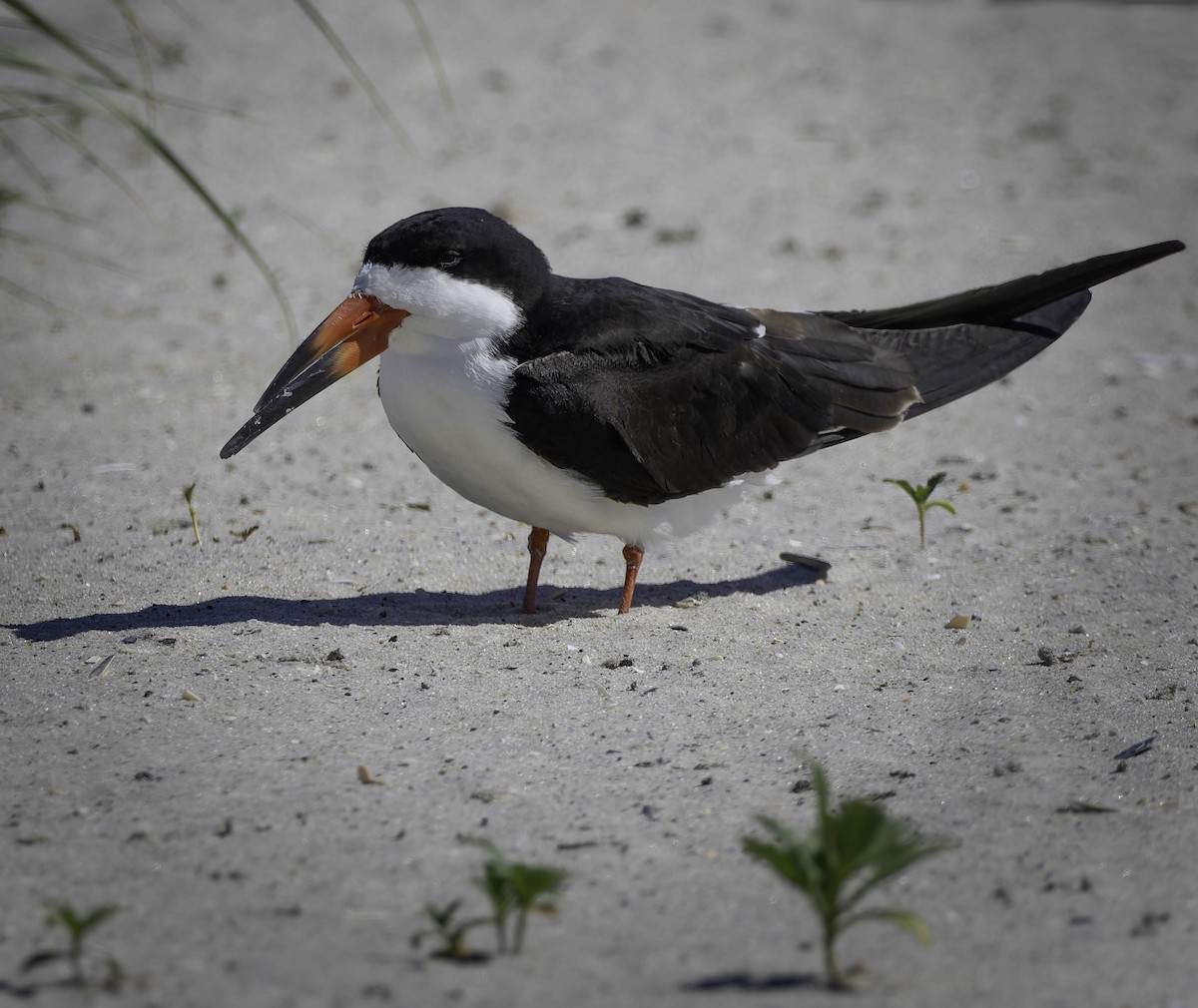 Black Skimmer - ML620296106