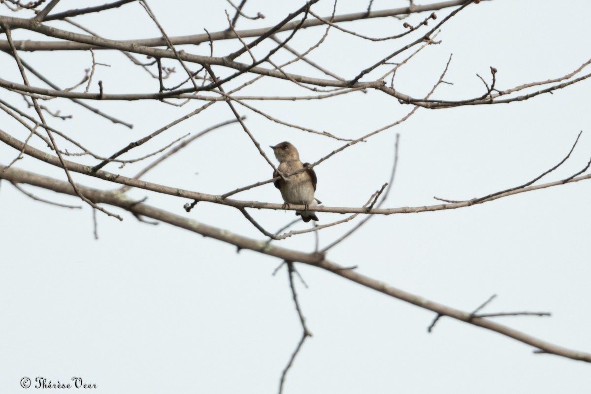 Northern Rough-winged Swallow - ML620296112