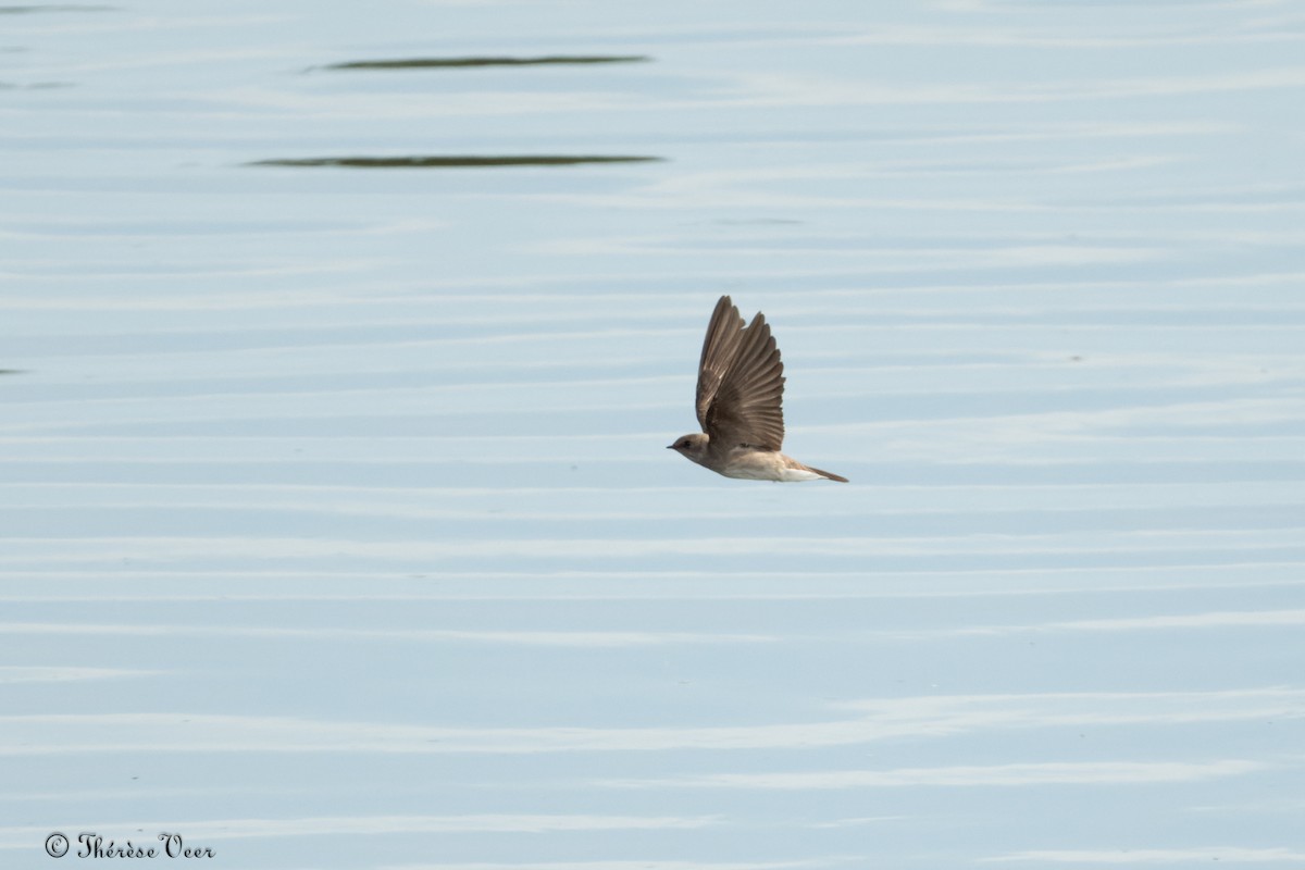 Northern Rough-winged Swallow - ML620296113