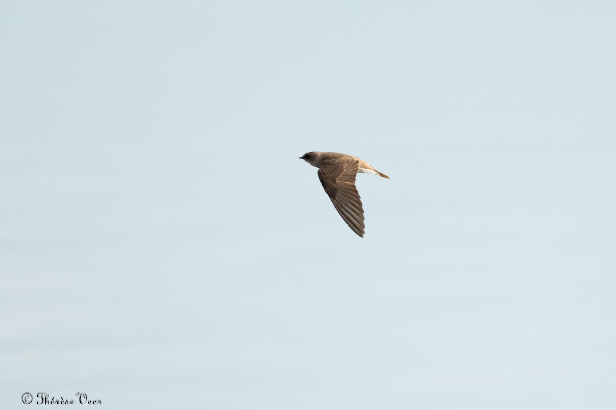 Northern Rough-winged Swallow - ML620296114