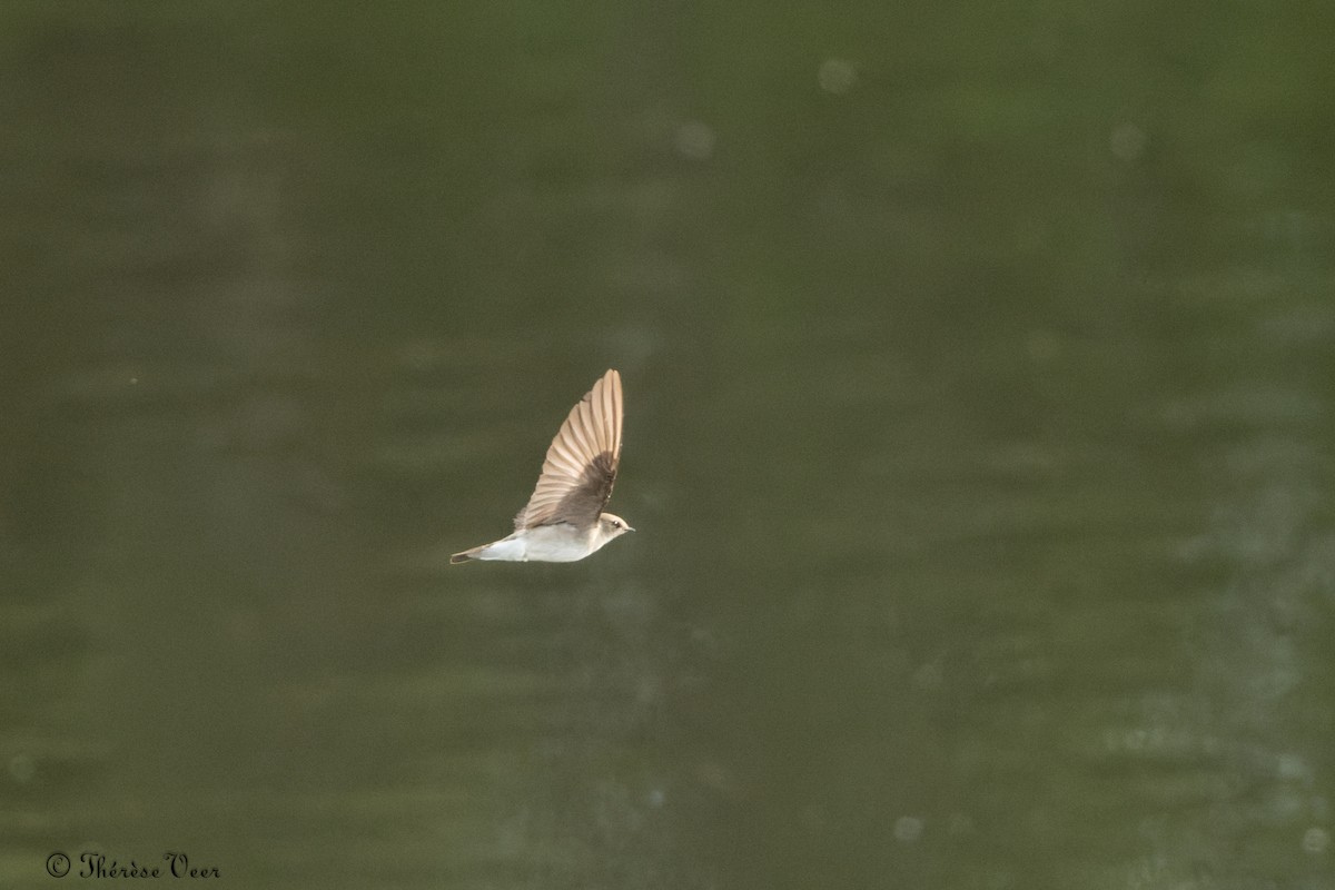 Northern Rough-winged Swallow - ML620296115