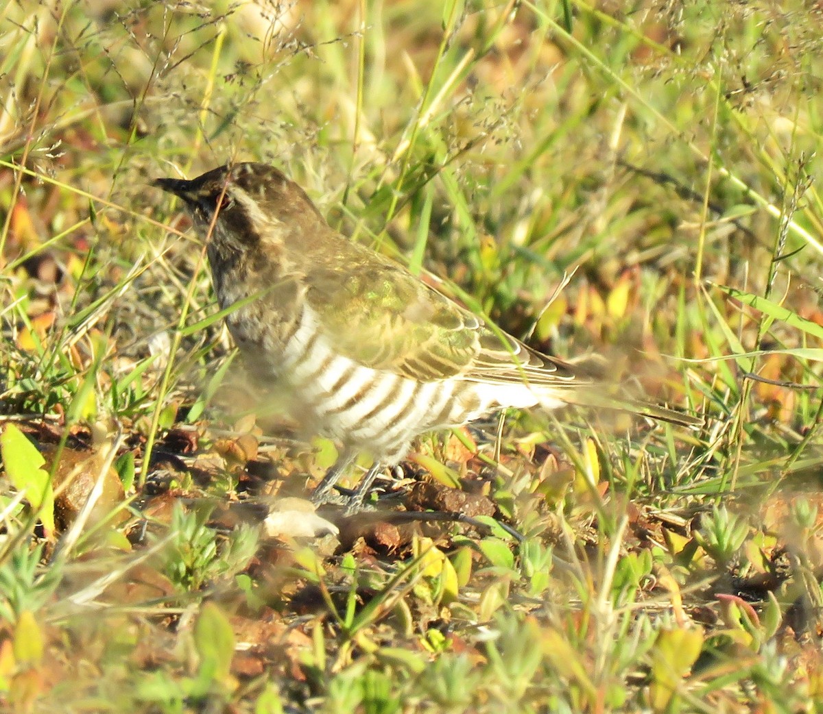 Horsfield's Bronze-Cuckoo - ML620296116