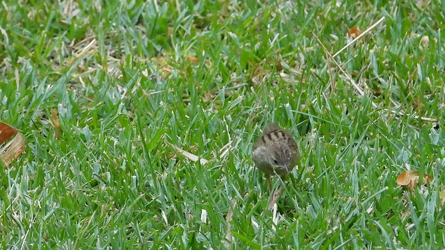 Tawny Grassbird - ML620296125