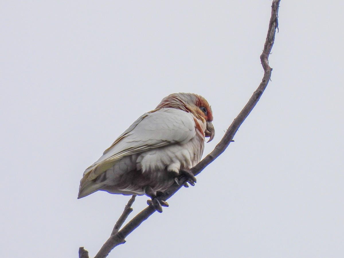 Cacatúa Picofina - ML620296126