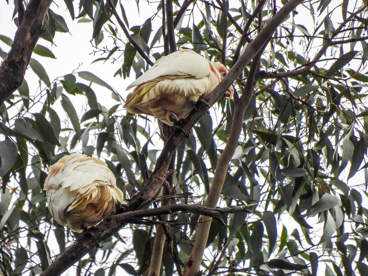 Cacatúa Picofina - ML620296127