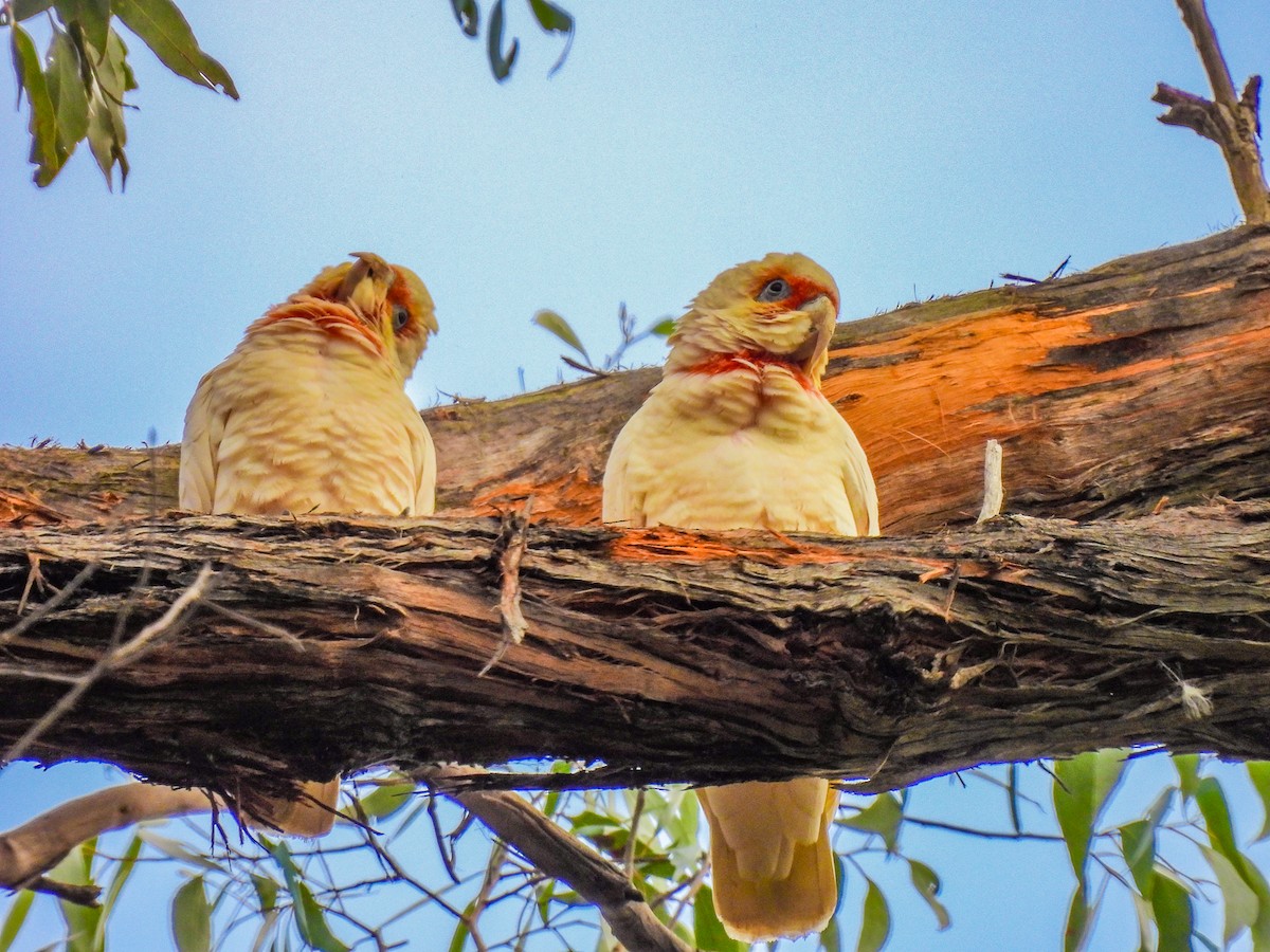 Long-billed Corella - ML620296128