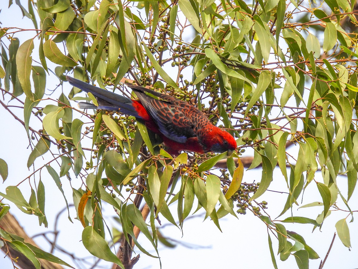 Crimson Rosella - ML620296138