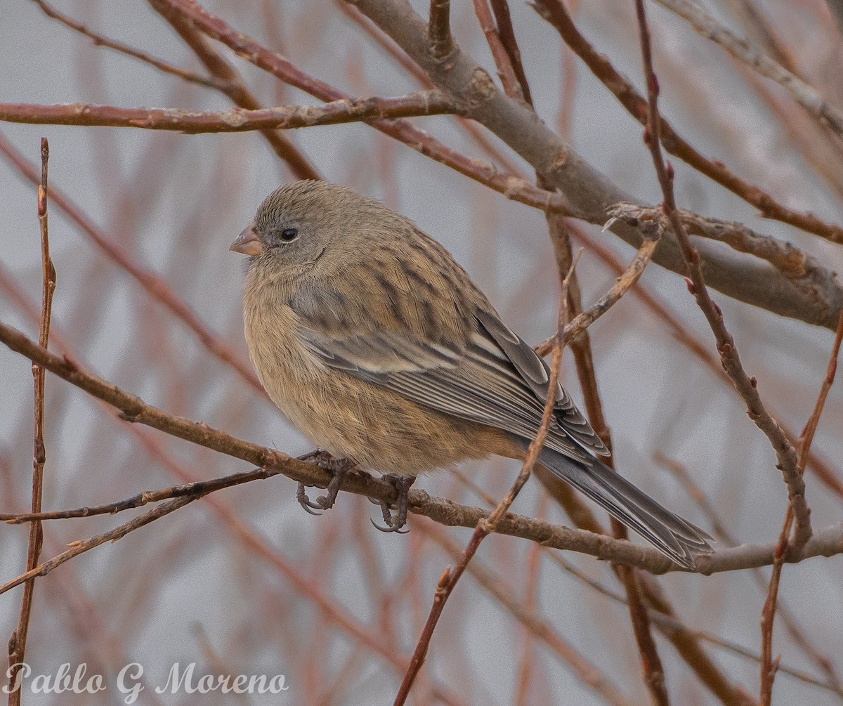 Plain-colored Seedeater - ML620296142